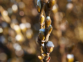 Salix helvetica IMG_3695 Wierzba szwajcarska